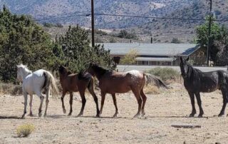 Northern Nevada