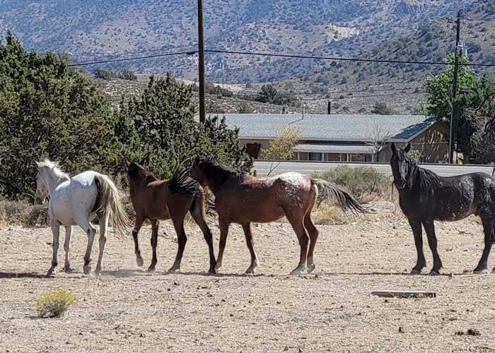 Northern Nevada